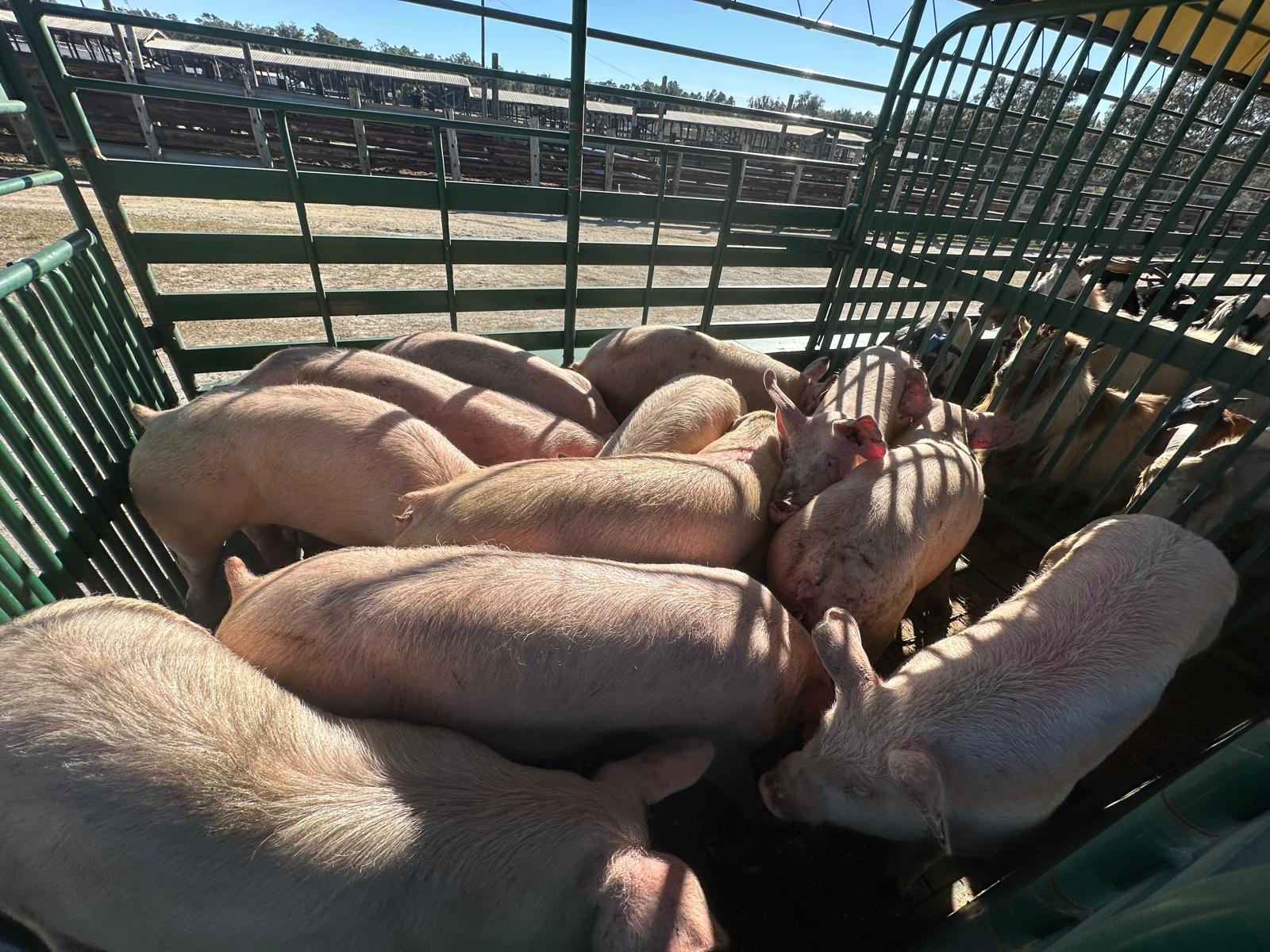 Pigs
